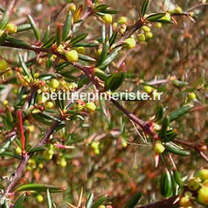 achat de berberis sténophyllia