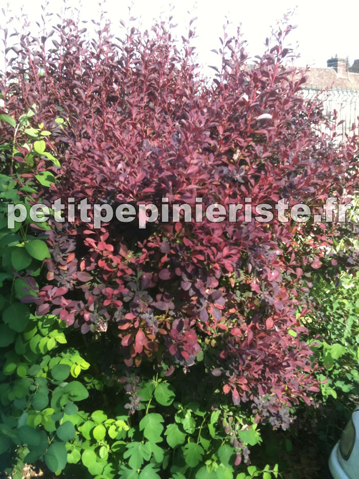 berberis en haie libre