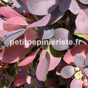 vente de berberis thunbergii atropurpurea