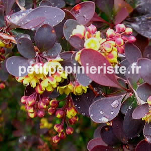 achat de berberis pourpre