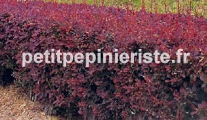 berberis pourpre en haie