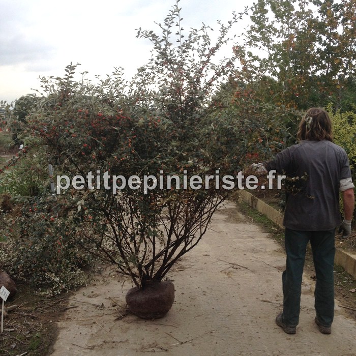 Cotoneaster franchetii