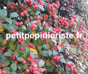 vente de cotoneaster franchetii