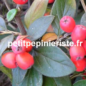 achat de cotoneaster franchetii