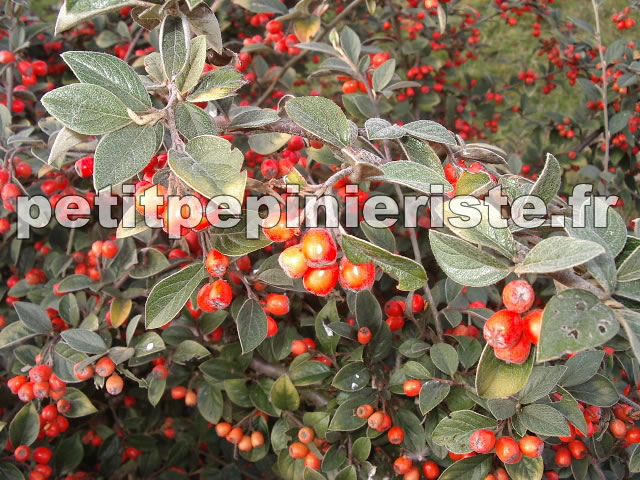 cotoneaster avec ses fruits rouges