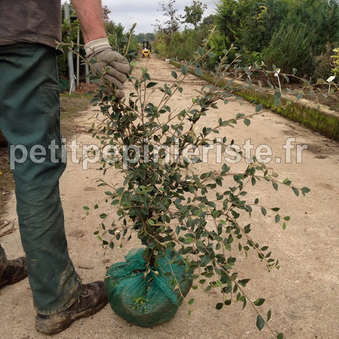 cotoneaster pour haie