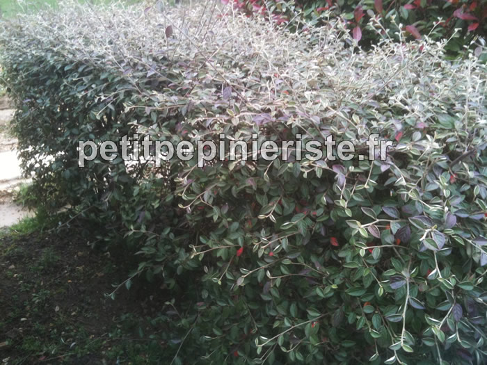 haie de cotoneaster