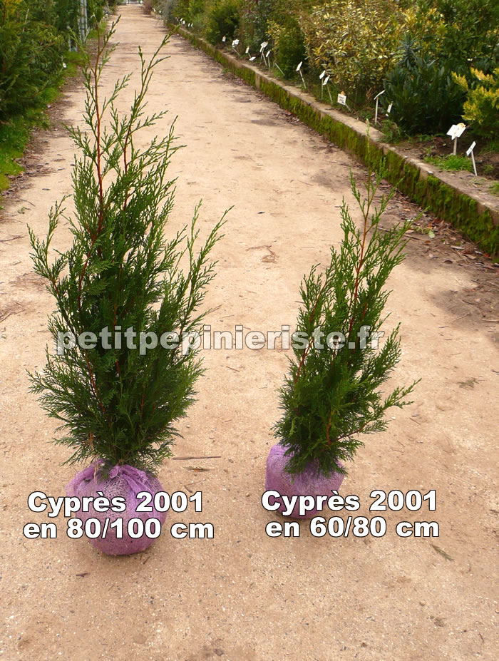 comparaison entre deux cyprès 2001