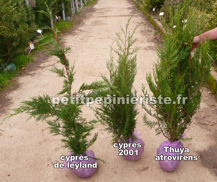 différence entre un cyprès 2001, un cyprès de leyland et un thuya