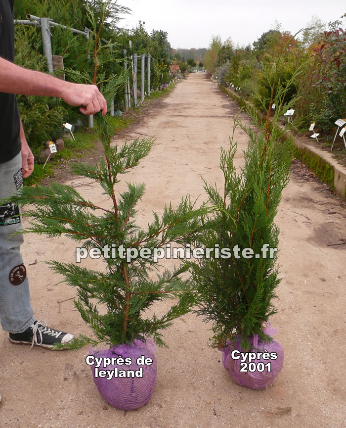 cyprès de leyland et cyprès 2001