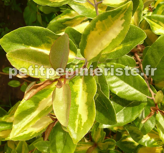 eleagnus limelight