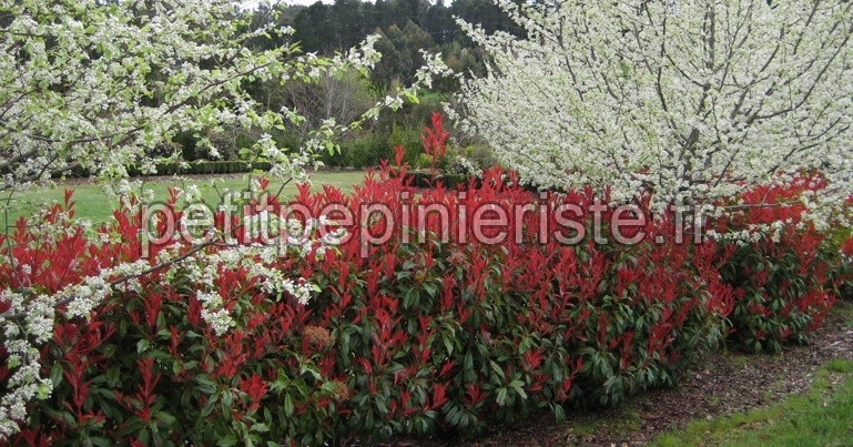 Index of /haie/haie/photinia