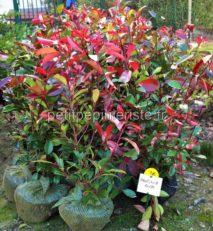 Index of /haie/haie/photinia