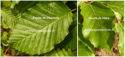 feuille de hêtre et de charmille