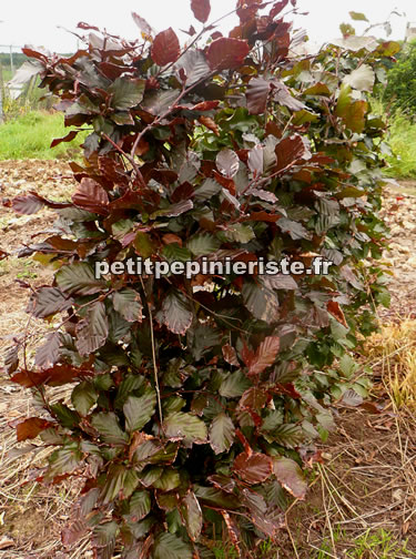 Petite haie de hêtre pourpre