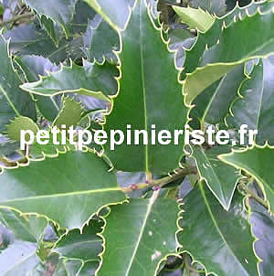 vente de houx à feuilles de châtaignier