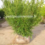 taxus