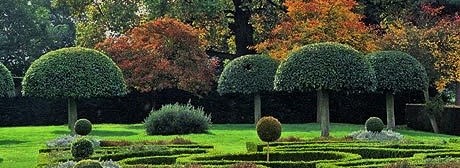 Topiaire magnifique en laurier du portugal