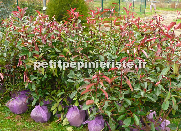 photinia en motte