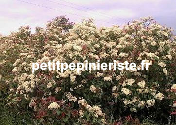 achat de photinia red robin en fleur