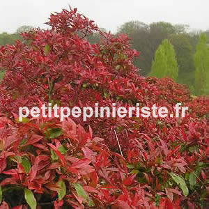 vente de photinia red robin