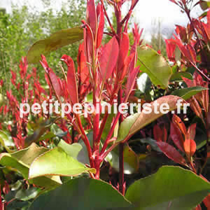 photinia rouge