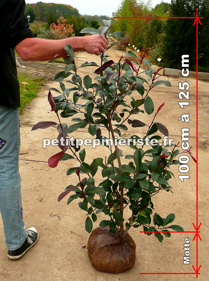 photinia