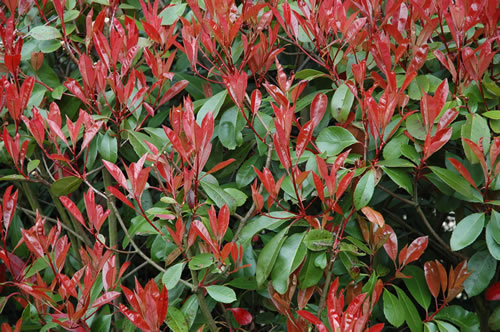 PHOTINIA PHOTO