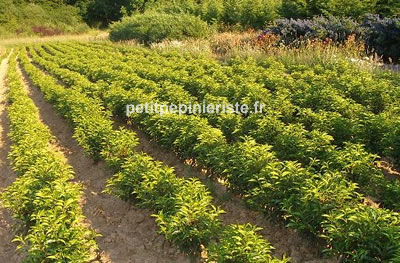 vente de prunus lusitanica