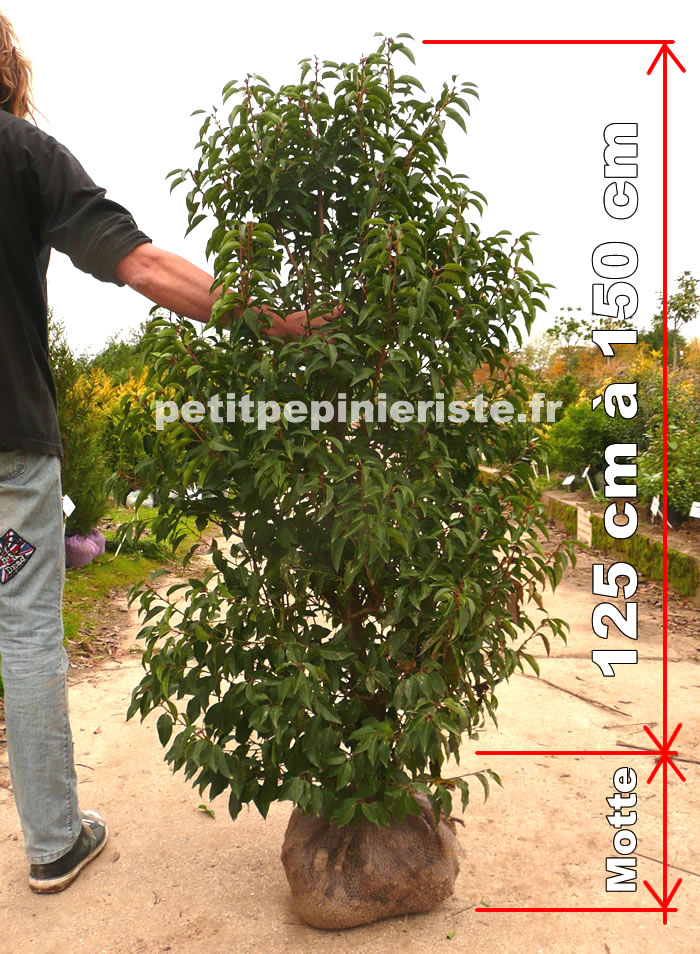 achat de prunus lusitanica