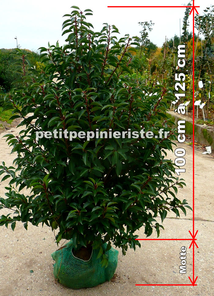 prunus lusitanica en motte