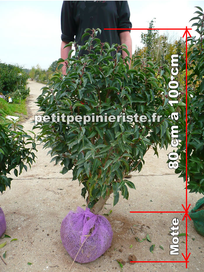 vente de prunus lusitanica