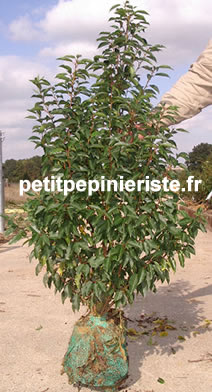 prunus lusitanica