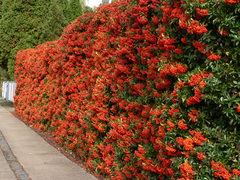 haie de pyracantha