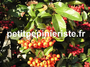 vente de pyracantha orange glow