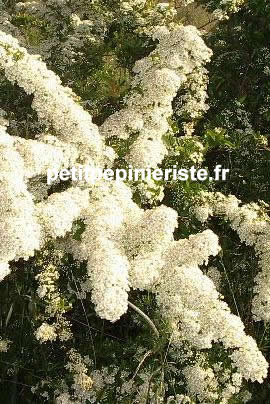 pyracantha