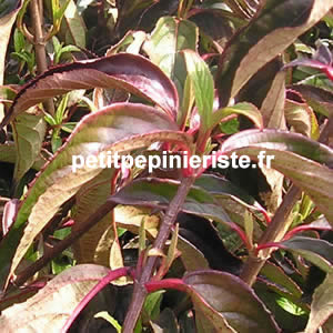 vente et achat de viburnum 
      hilleri winton