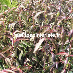 viburnum 
      hilleri winton