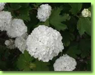 boule de neige de la jardinerie du val d'oise