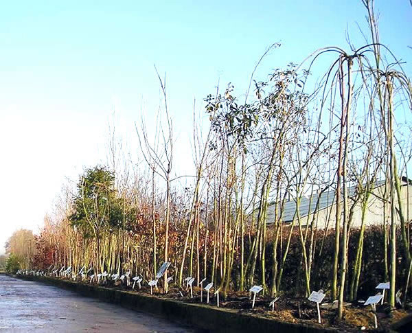 pépinière en arbre d'ornement