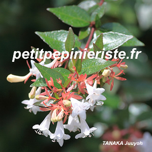 abelia en fleur