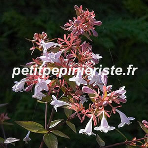 Abelia en vente