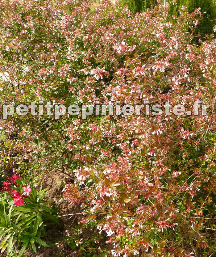 Abelia