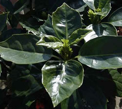 vente d'aucuba japonica rozannie