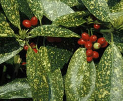 baie de l'aucuba japonica variegata