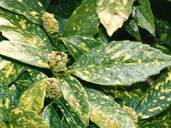 aucuba japonica variegata