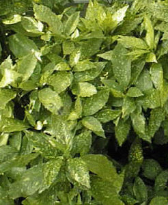 vente d'aucuba japonica variegata