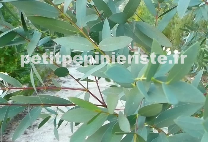 feuille de l'eucalyptus