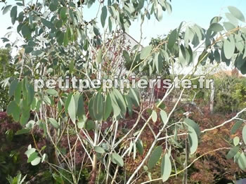 Eucalyptus gunni