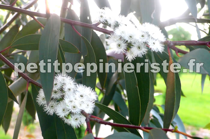 eucalyptus niphophila en fleur